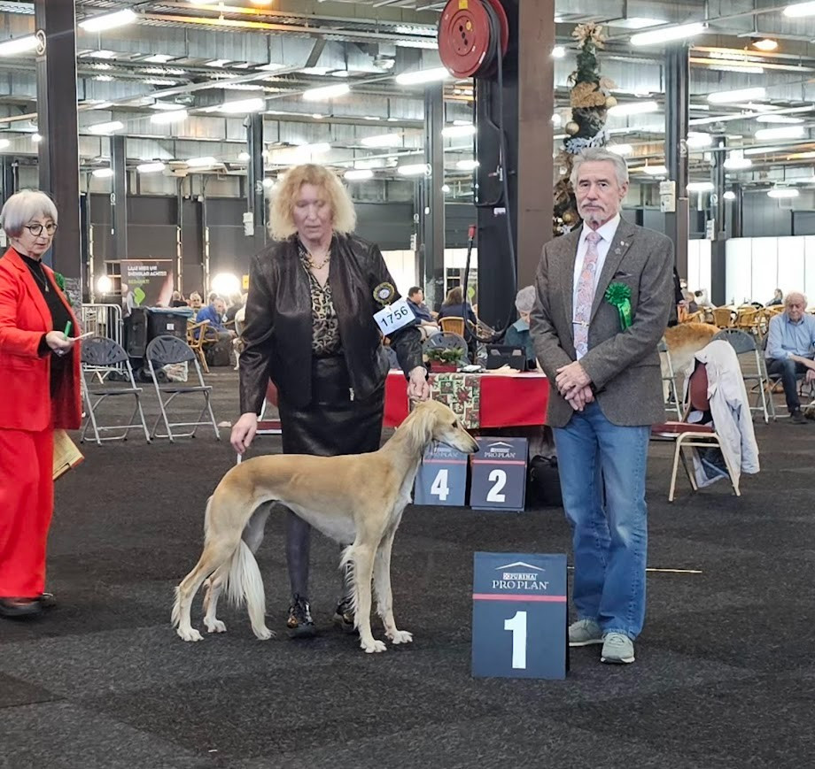 CH. Al Hfifa Saluk Uxhana - CAC - CACIB - BOB