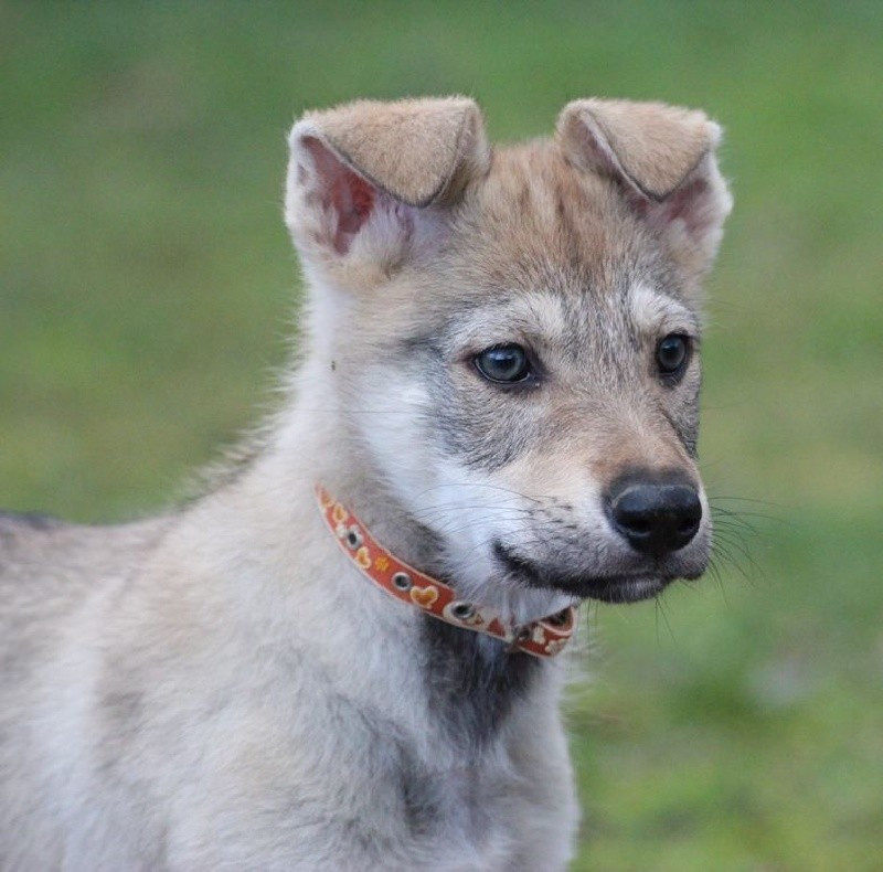 The Ending Of Hell Wolves LingaÏ