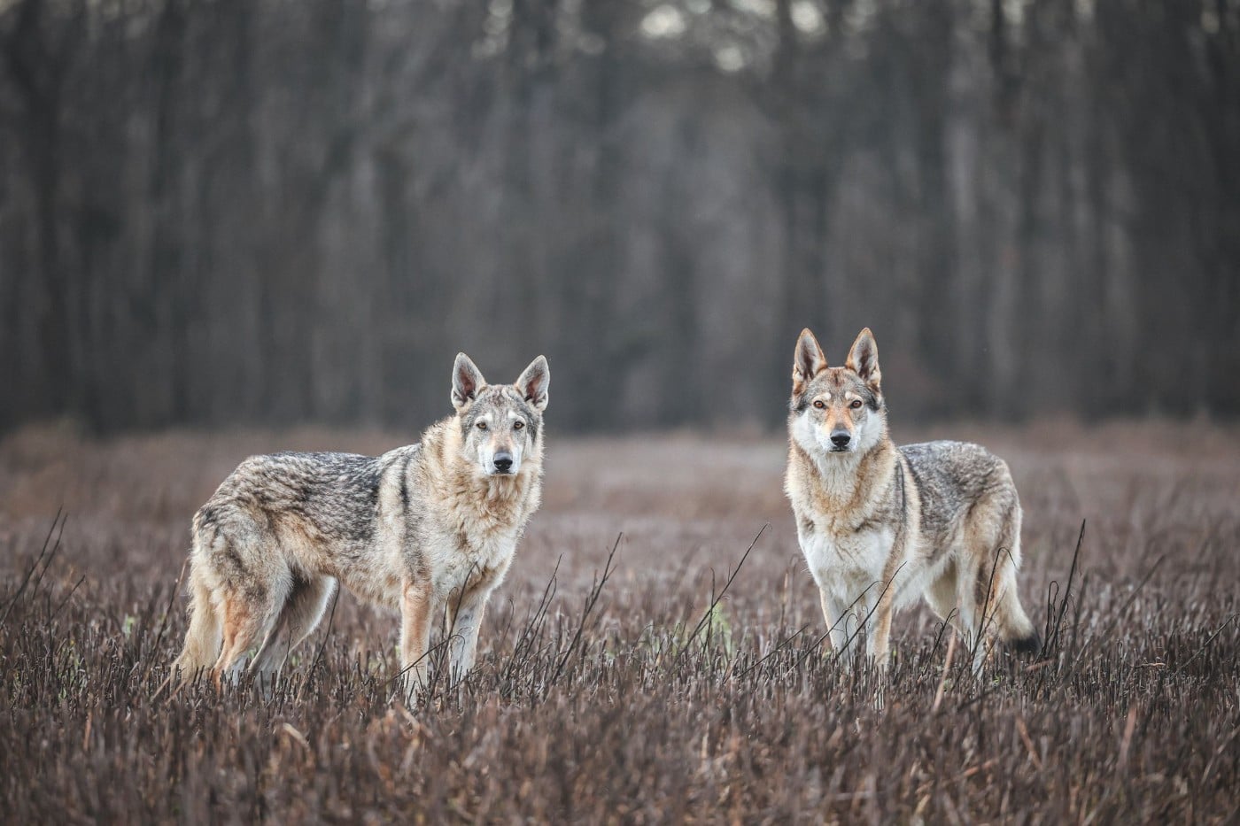 The Ending Of Hell Wolves LingaÏ