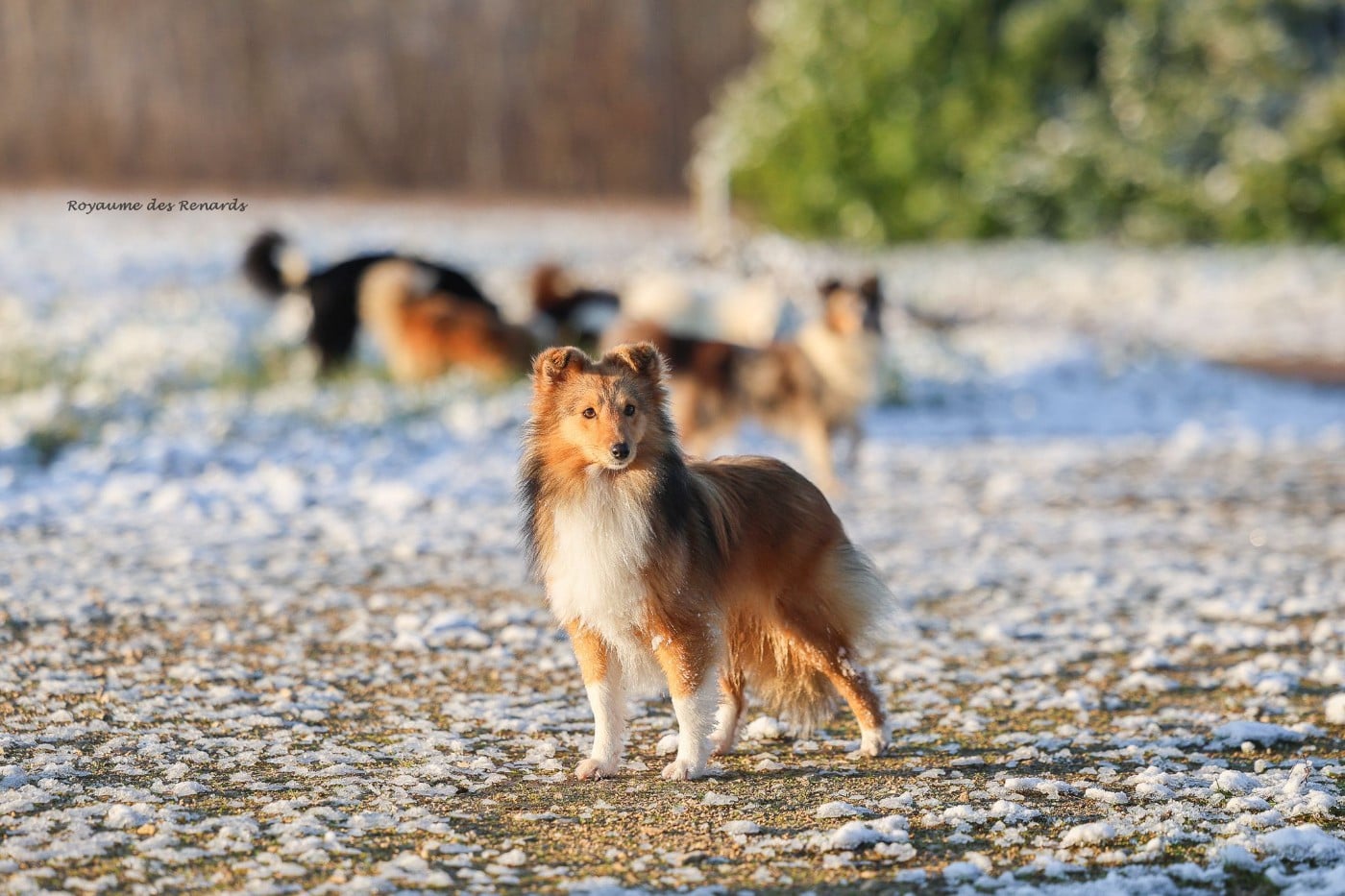 Akela - after all this time Du Royaume Des Renards