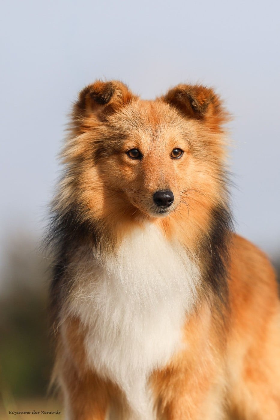 Akela - after all this time Du Royaume Des Renards