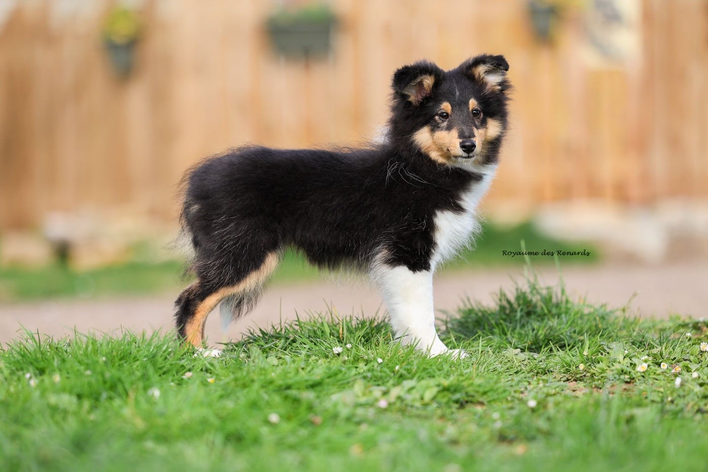 "Anakin" Fernando Gyvenimo Energija