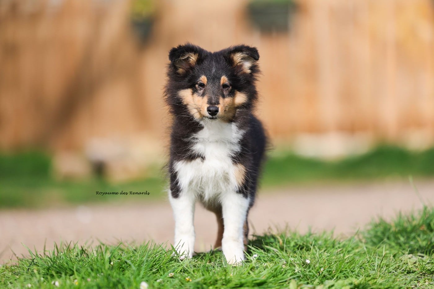 "Anakin" Fernando Gyvenimo Energija