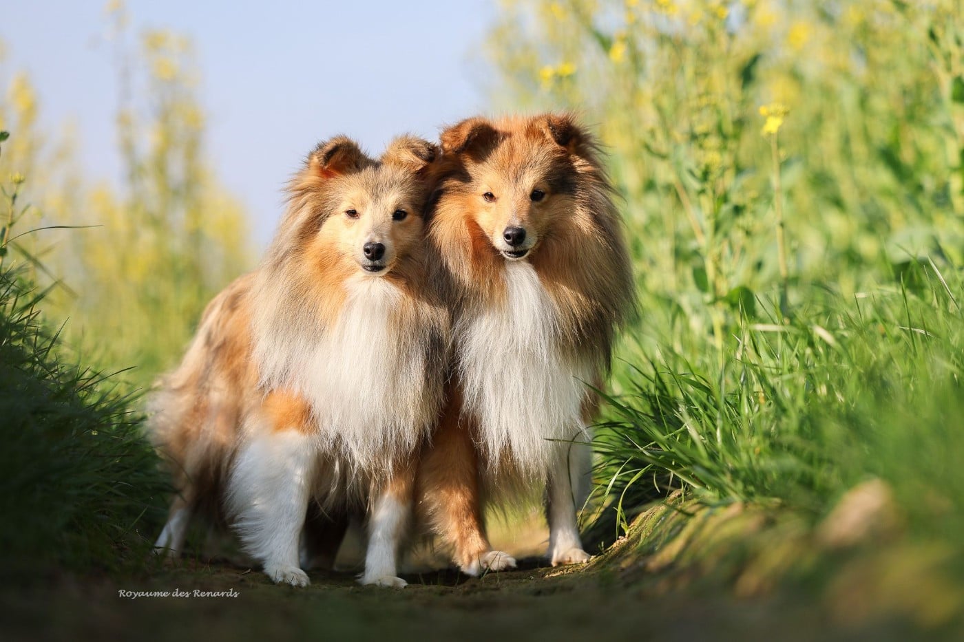 Publication : Du Royaume Des Renards Auteur : ROYAUME DES RENARDS