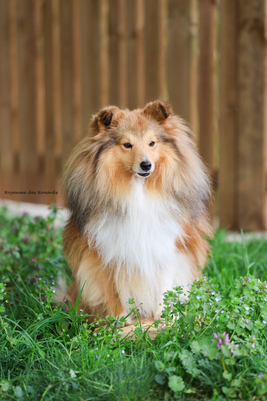 Publication : Du Royaume Des Renards Auteur : ROYAUME DES RENARDS