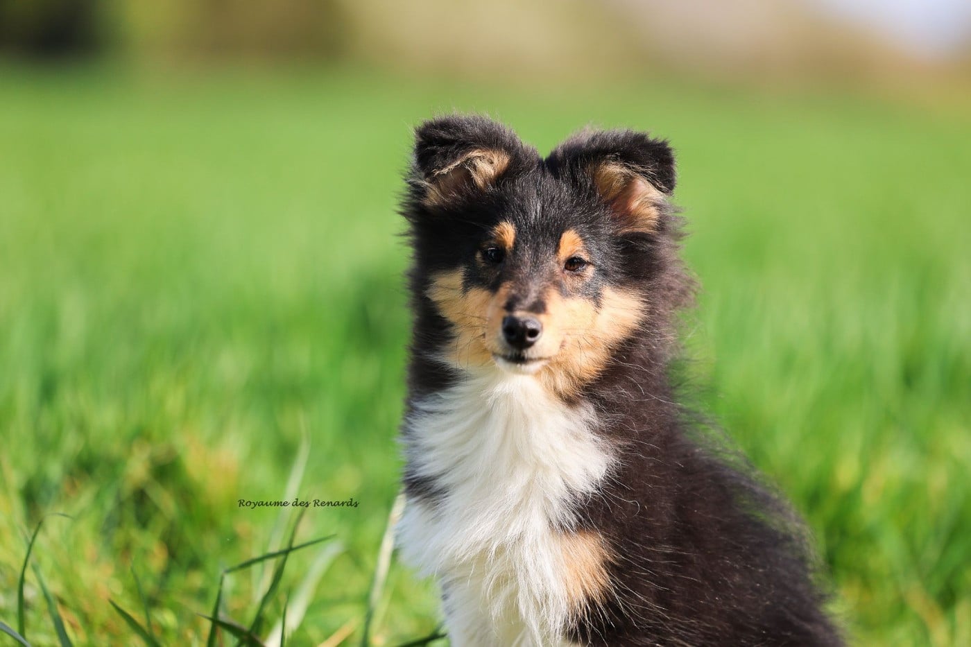 "Anakin" Fernando Gyvenimo Energija