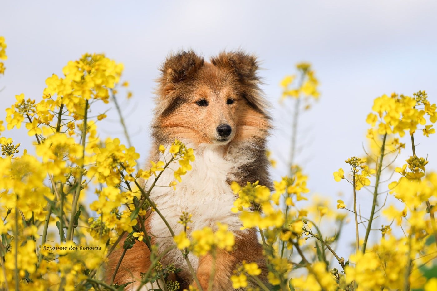 "Astrid" A star is born ko-to-ra