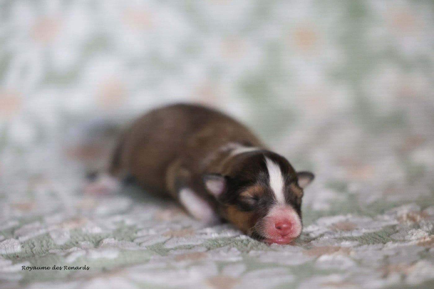Born to be a dream