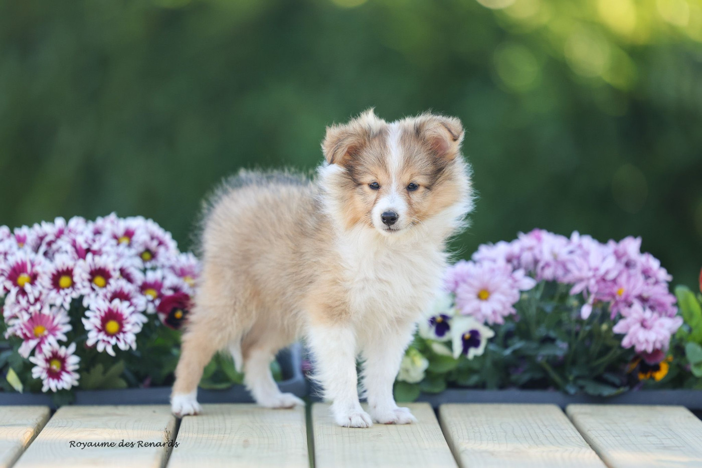 Born to be a fox