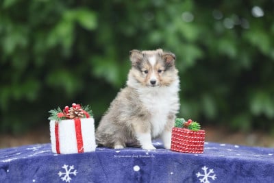 Les chiots de Shetland Sheepdog