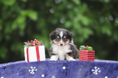 Les chiots de Shetland Sheepdog