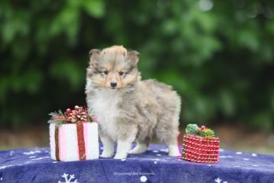 Les chiots de Shetland Sheepdog