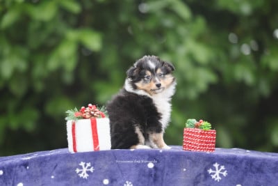 Les chiots de Shetland Sheepdog