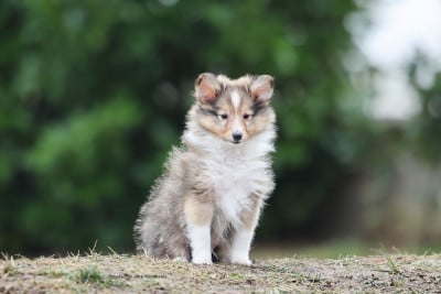 Les chiots de Shetland Sheepdog
