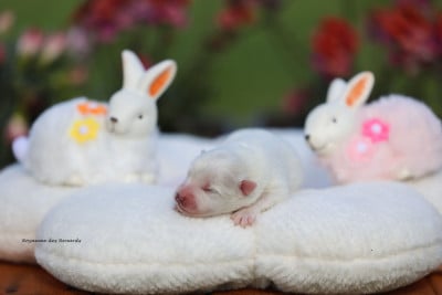 Les chiots de Spitz japonais