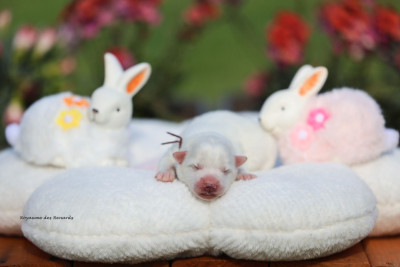 Les chiots de Spitz japonais