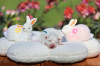 Les chiots de Spitz japonais