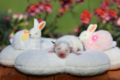 Les chiots de Spitz japonais