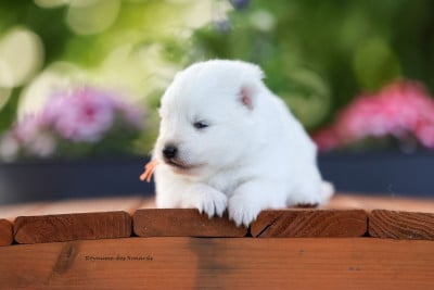 Les chiots de Spitz japonais