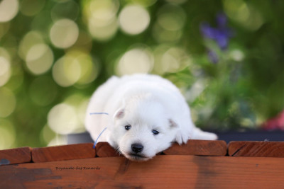 Les chiots de Spitz japonais