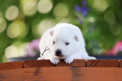 Les chiots de Spitz japonais