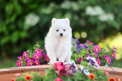 Les chiots de Spitz japonais