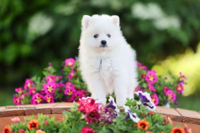 Les chiots de Spitz japonais