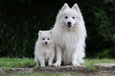 Les chiots de Spitz japonais