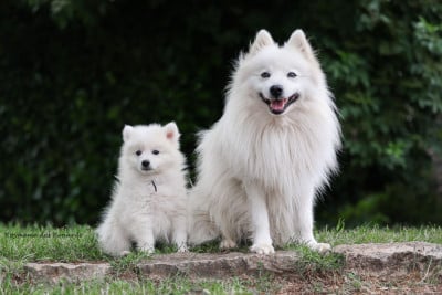 Les chiots de Spitz japonais