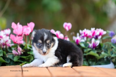 Les chiots de Shetland Sheepdog