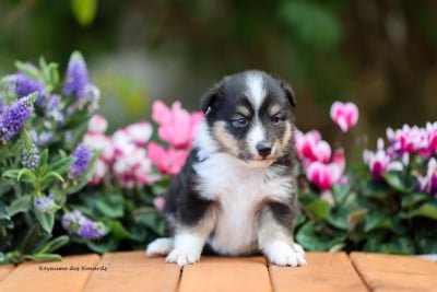 Les chiots de Shetland Sheepdog