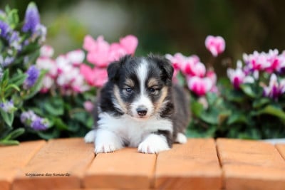 Les chiots de Shetland Sheepdog