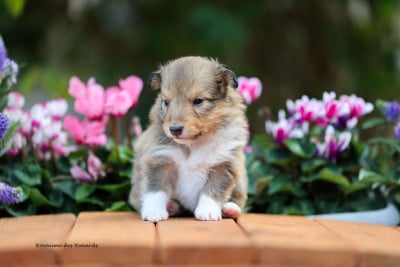 Les chiots de Shetland Sheepdog
