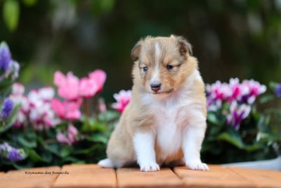 Les chiots de Shetland Sheepdog
