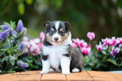 Les chiots de Shetland Sheepdog