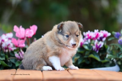 Les chiots de Shetland Sheepdog