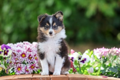 Les chiots de Shetland Sheepdog