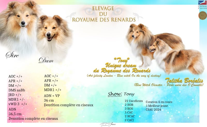 Shetland Sheepdog - Du Royaume Des Renards