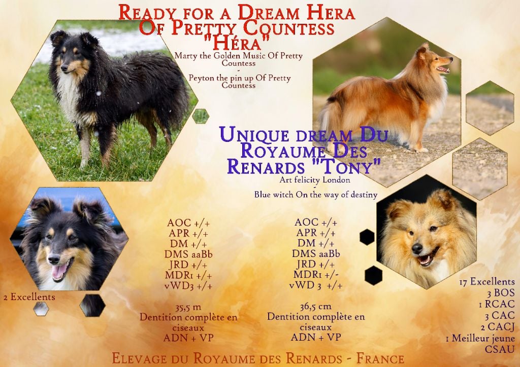 Shetland Sheepdog - Du Royaume Des Renards