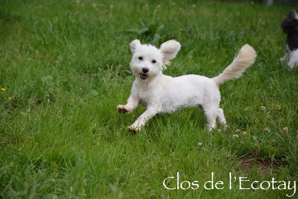 Publication : Du Clos De L'Ecotay Auteur : clos de l'Ecotay