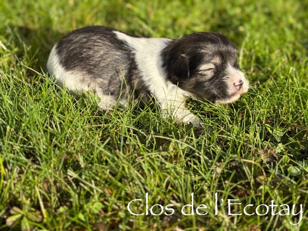CHIOT 4 - Coton de Tulear