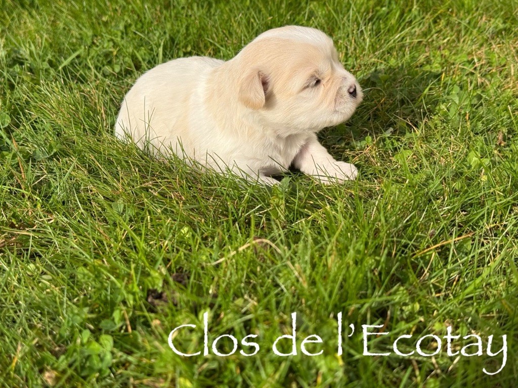 CHIOT 4