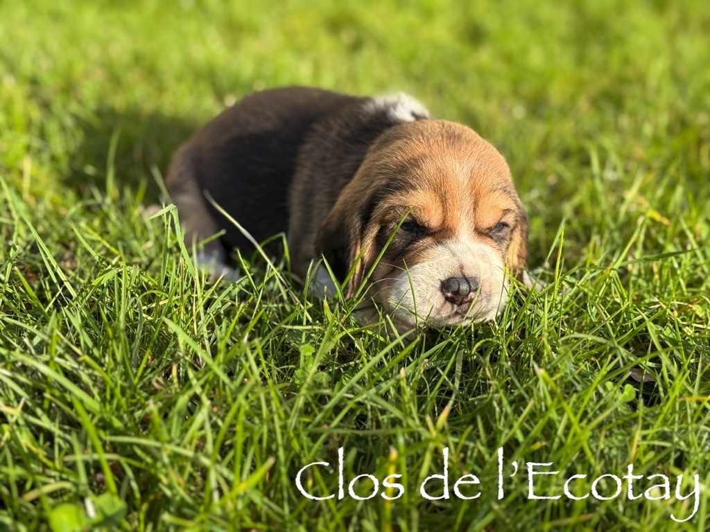 pour Hélène et Christophe