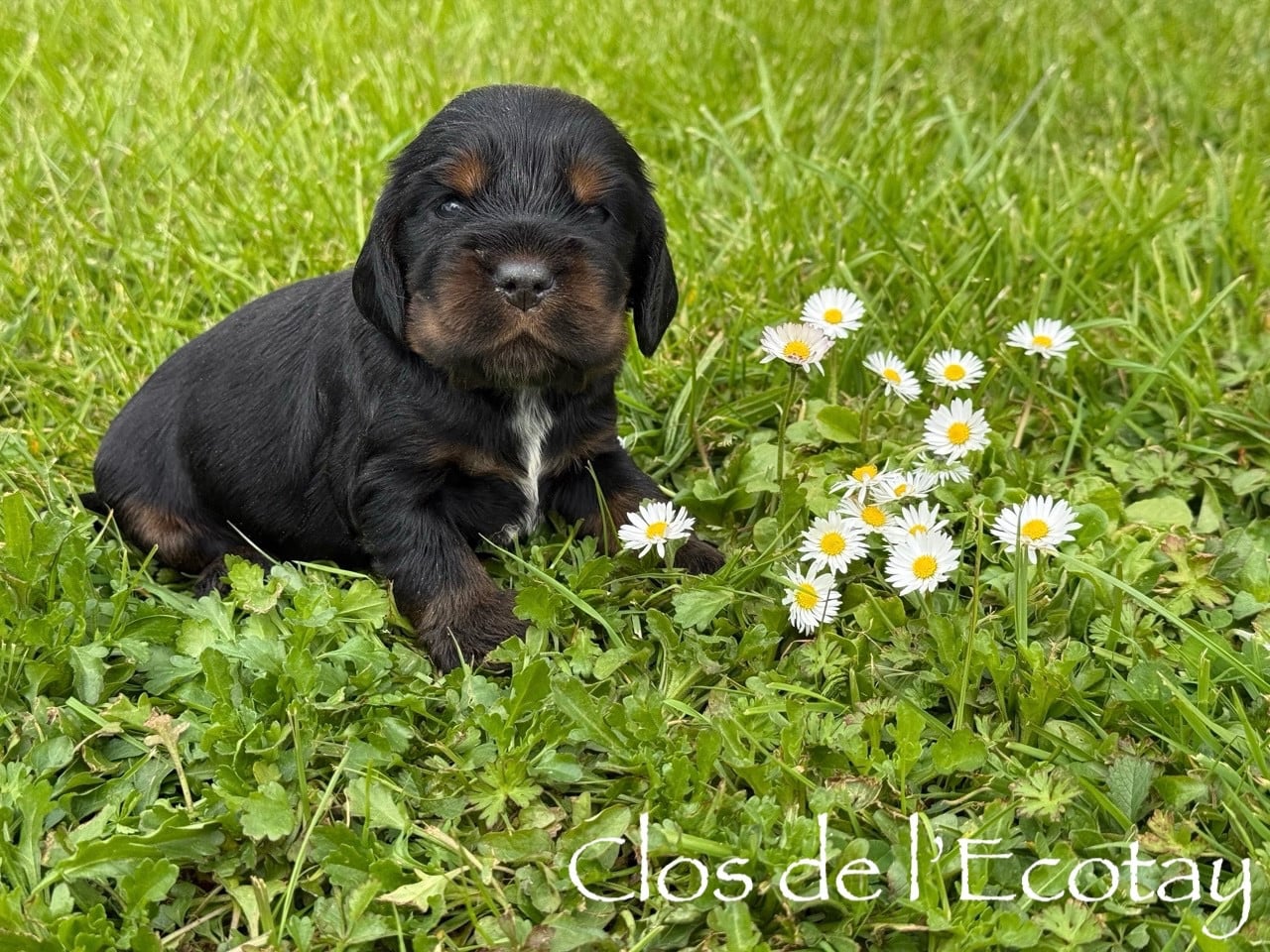Chiot N°3 - Cocker Spaniel Anglais