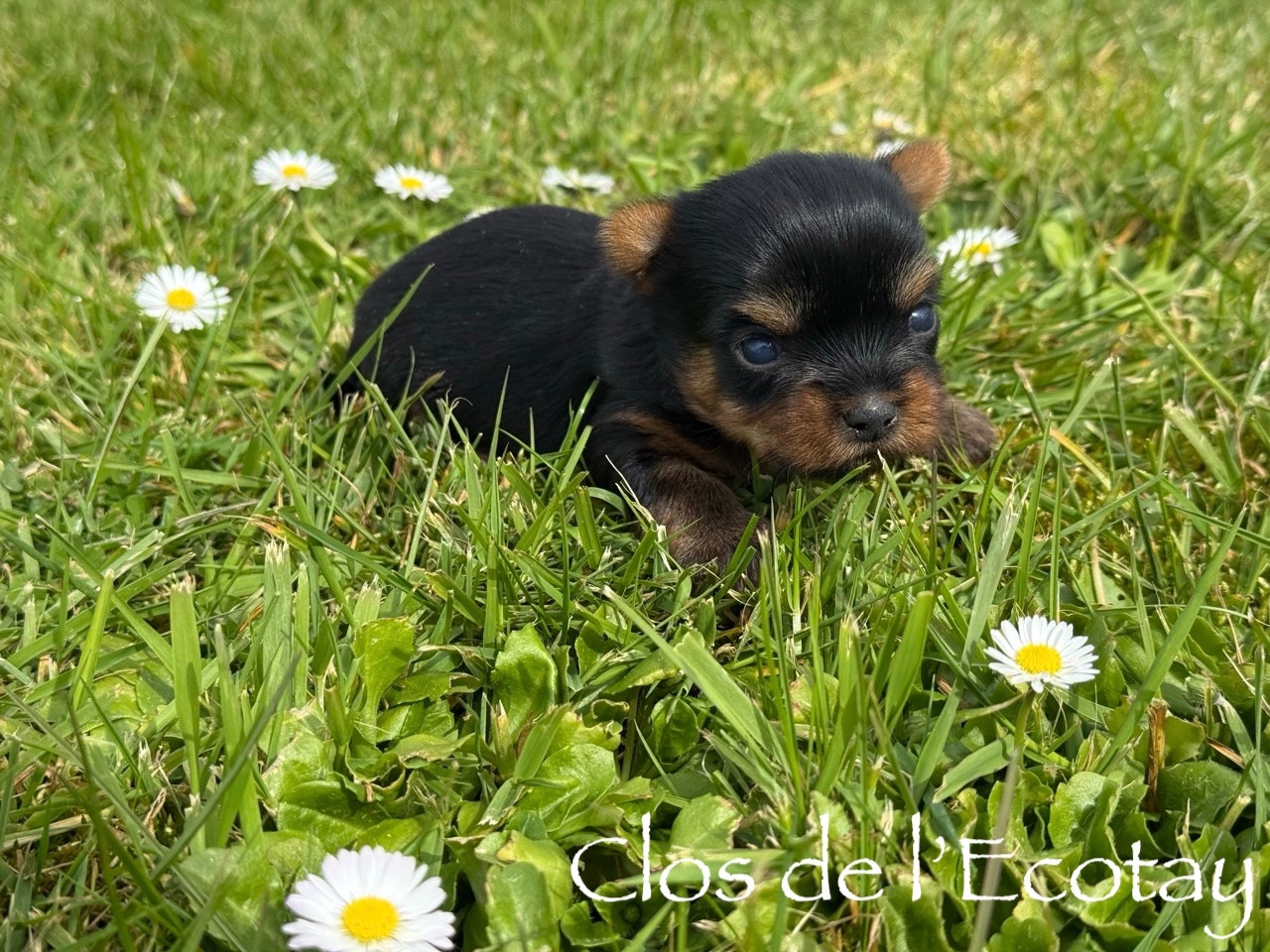 Chiot N°2 - Yorkshire Terrier