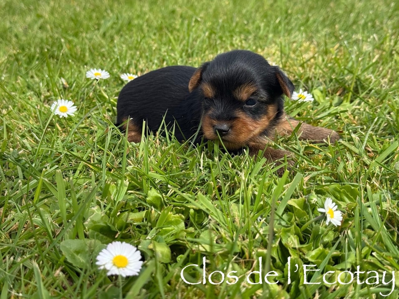 Chiot N°6 - Yorkshire Terrier