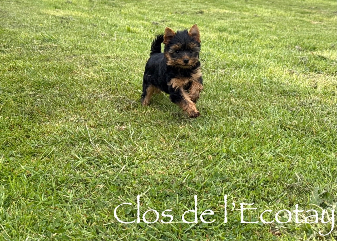 Chiot N°2