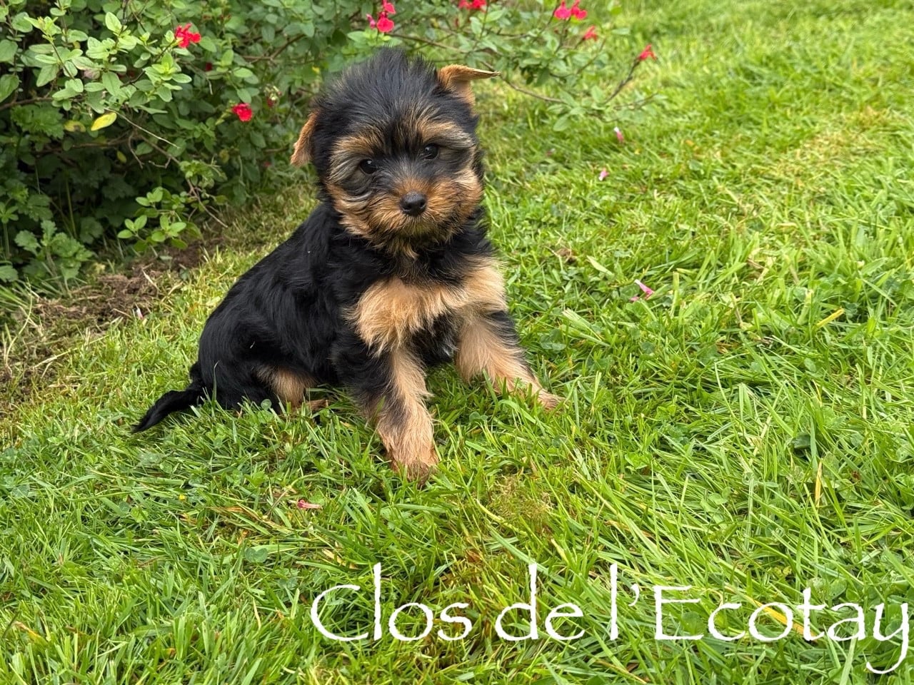 Chiot N°2