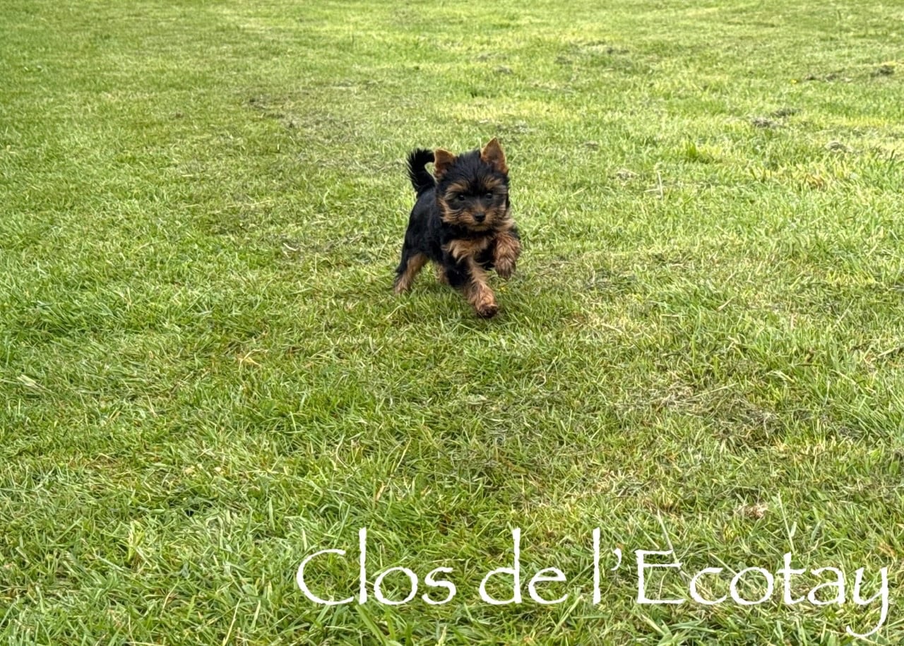 Chiot N°2