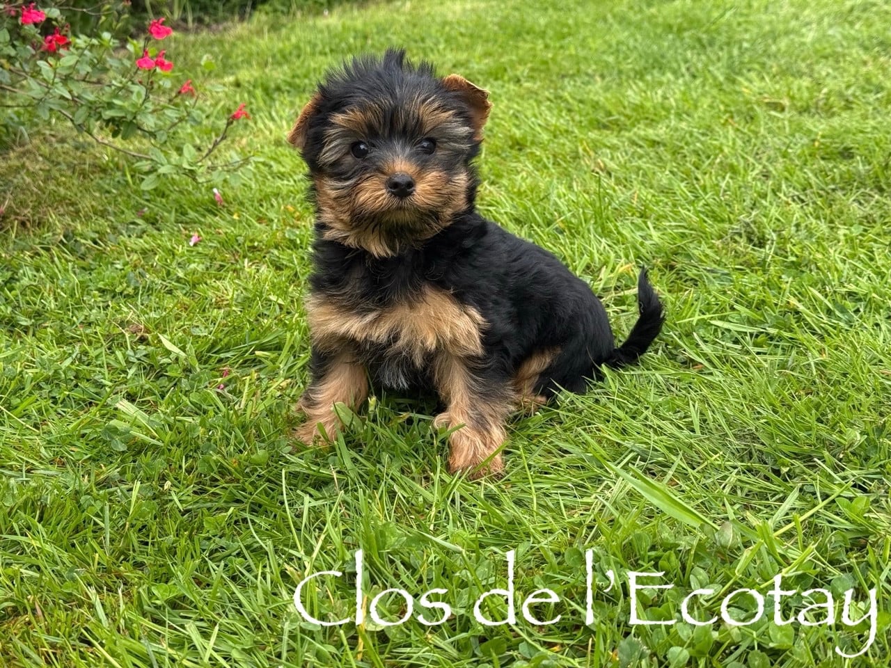 Chiot N°2